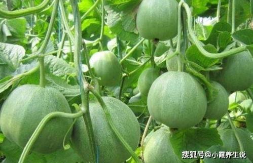 还原甜瓜爆料视频大全最新,揭秘视频大全背后的真相与内幕